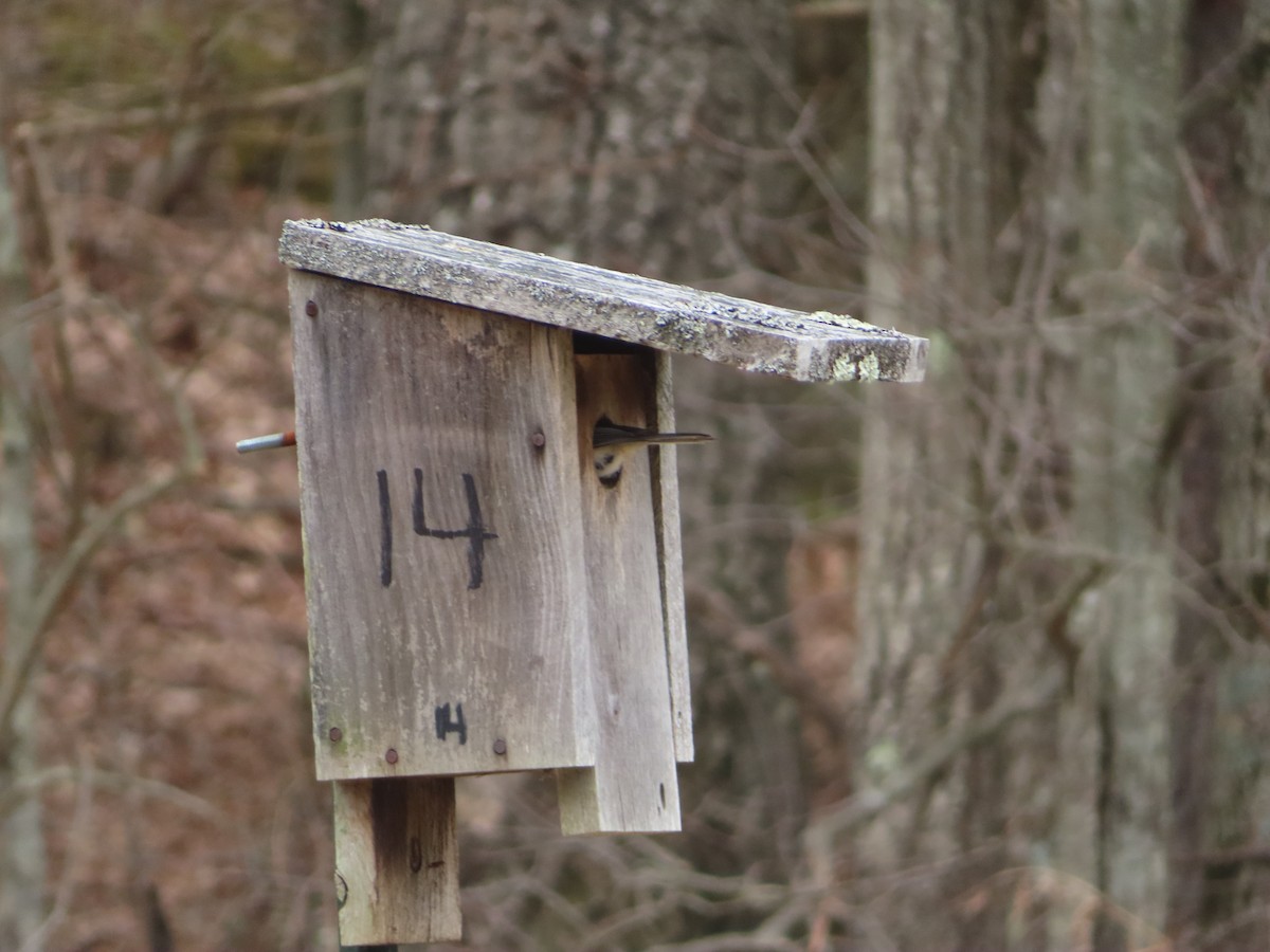 Black-capped Chickadee - ML223564721