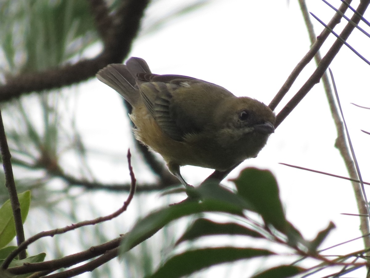 Burnished-buff Tanager - ML223564841