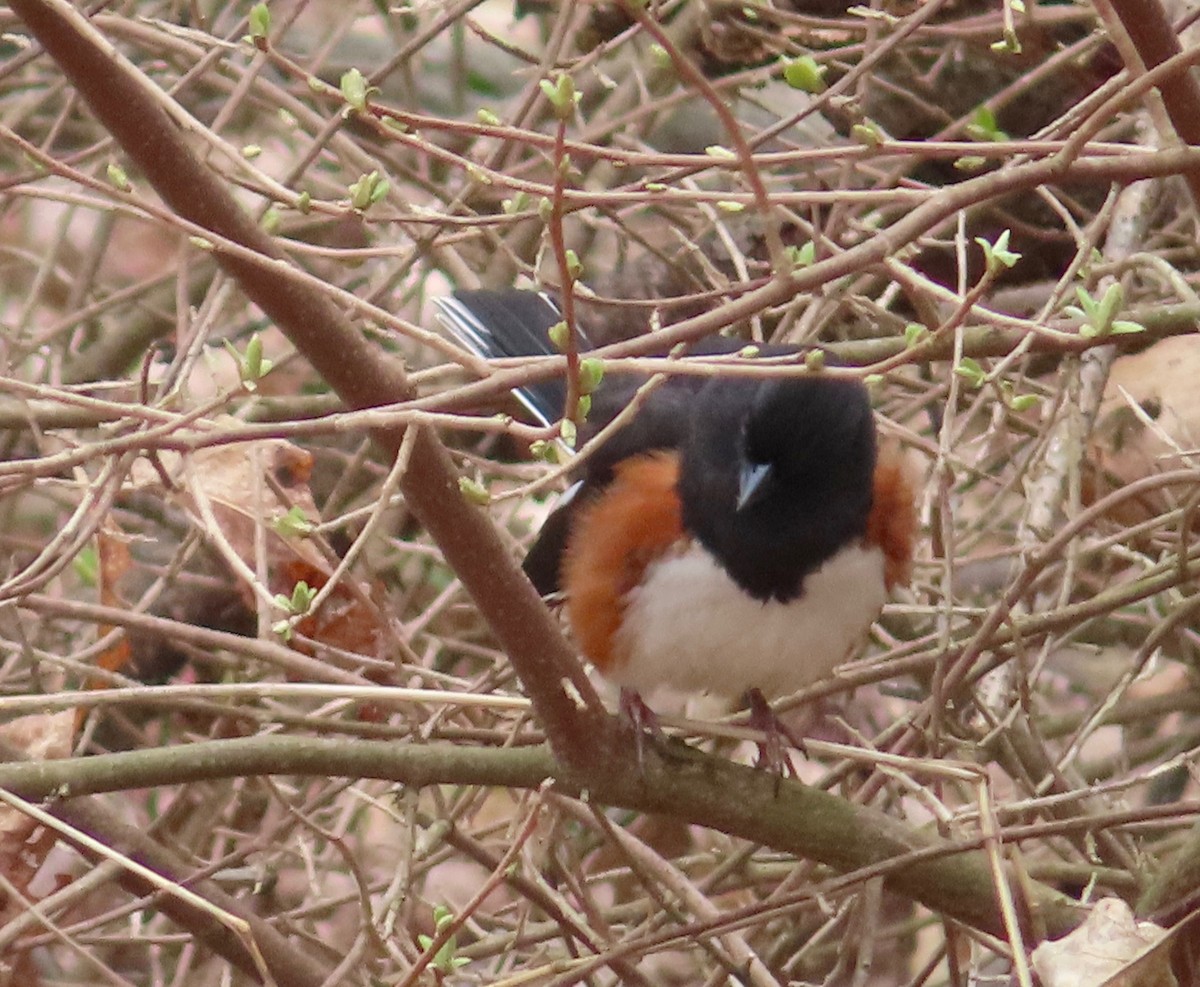 Eastern Towhee - ML223565381