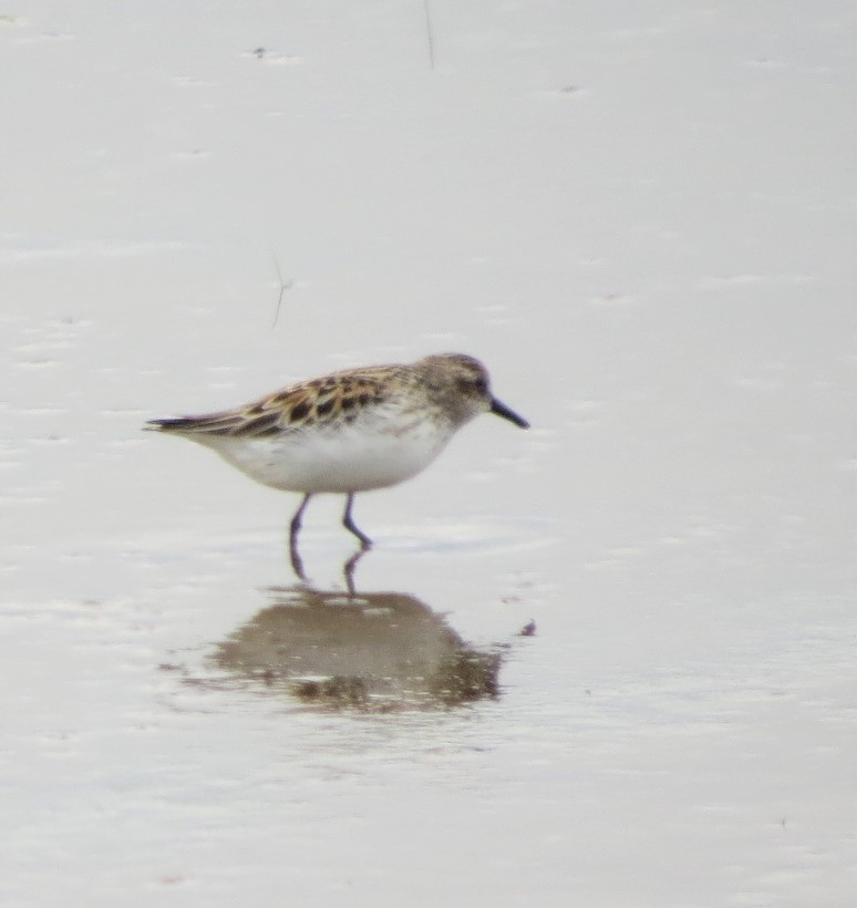 Semipalmated Sandpiper - Vivek Govind Kumar