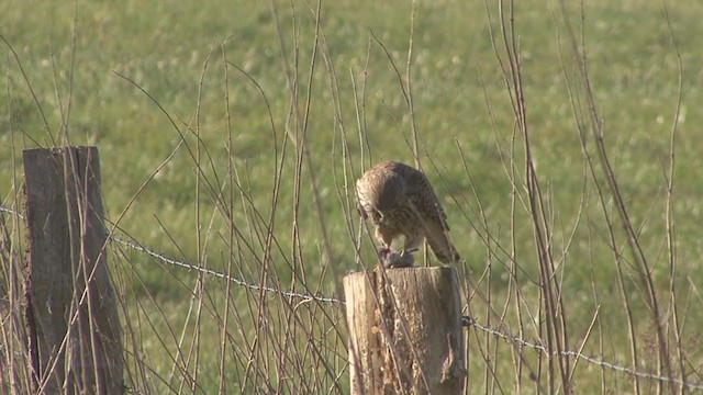 Eurasian Kestrel - ML223567161