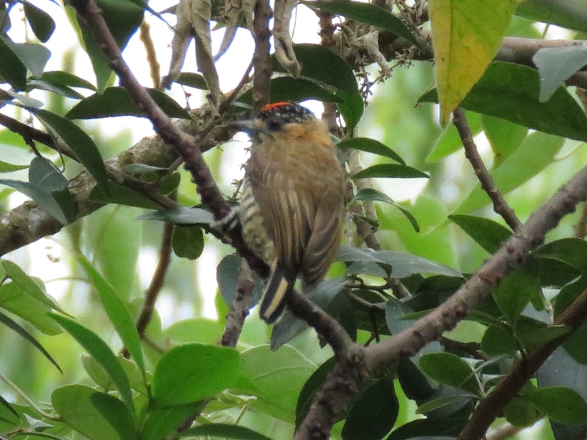 Ochre-collared Piculet - ML223567421