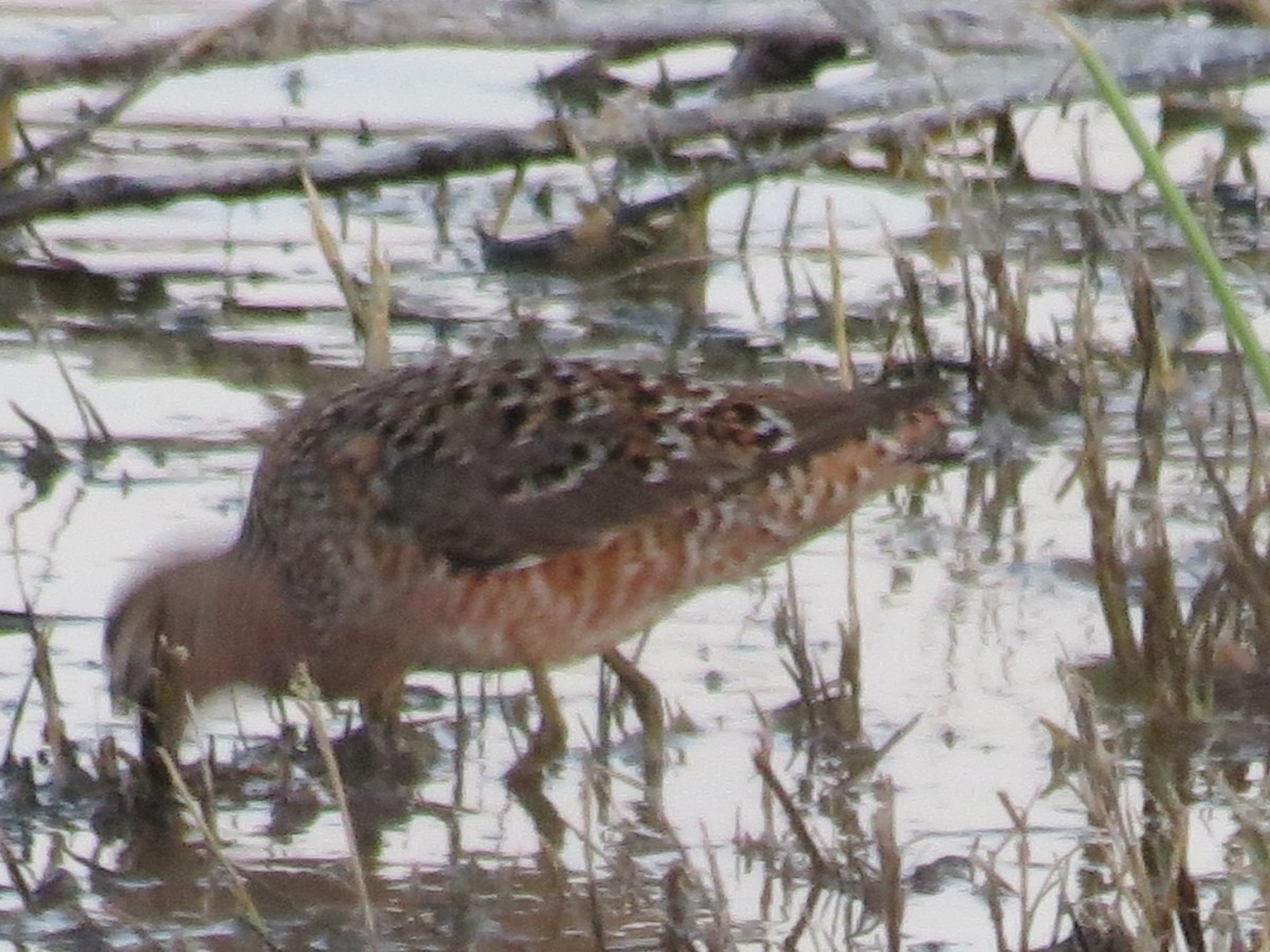 Long-billed Dowitcher - ML223568271