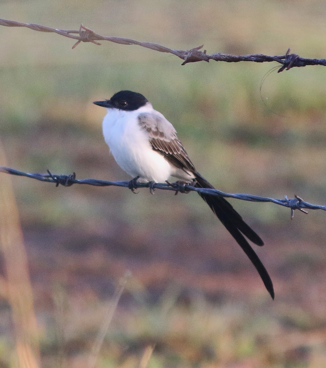 Fork-tailed Flycatcher - Jorge Montejo