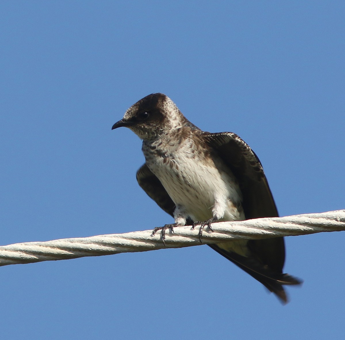 Purple Martin - Jorge Montejo