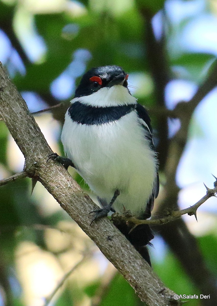 Brown-throated Wattle-eye - ML223569291