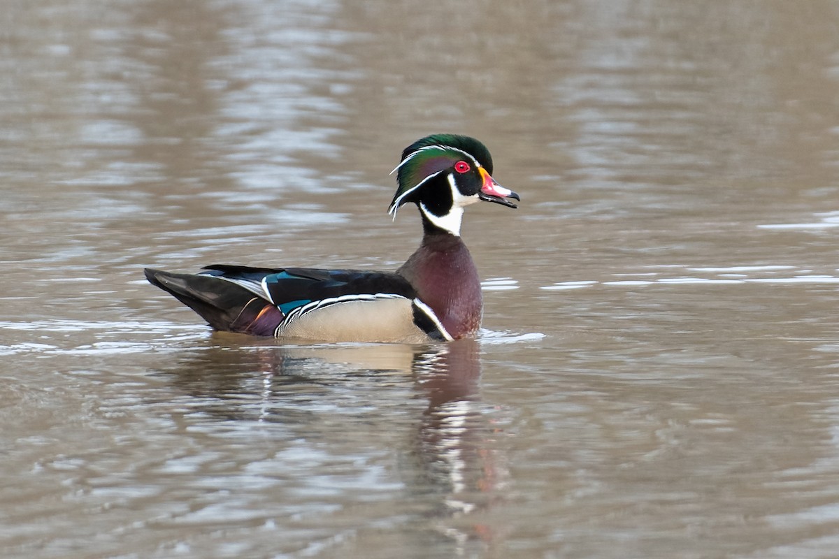 Wood Duck - Don Danko