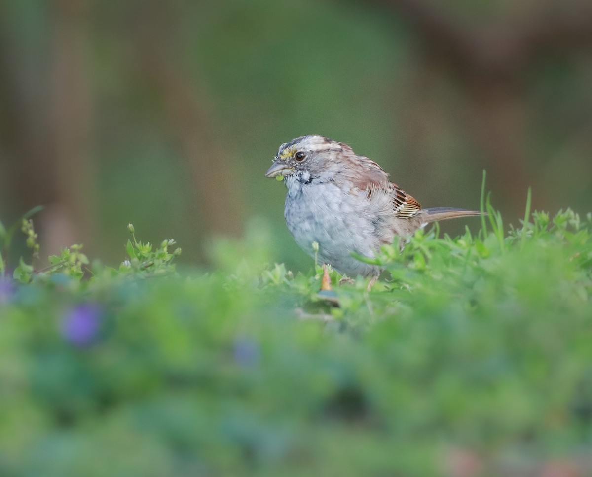 White-throated Sparrow - Zebedee Muller