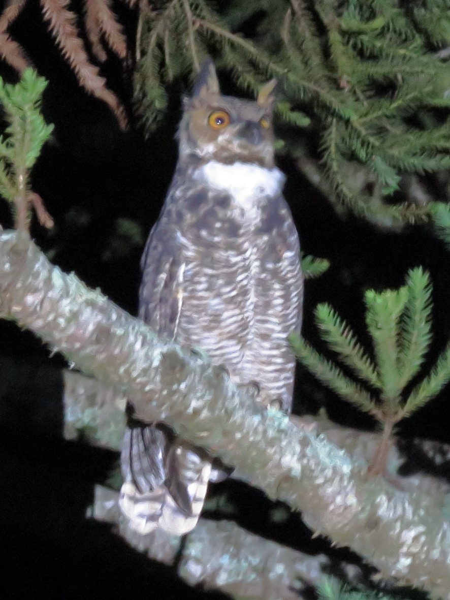 Great Horned Owl - ML223571681