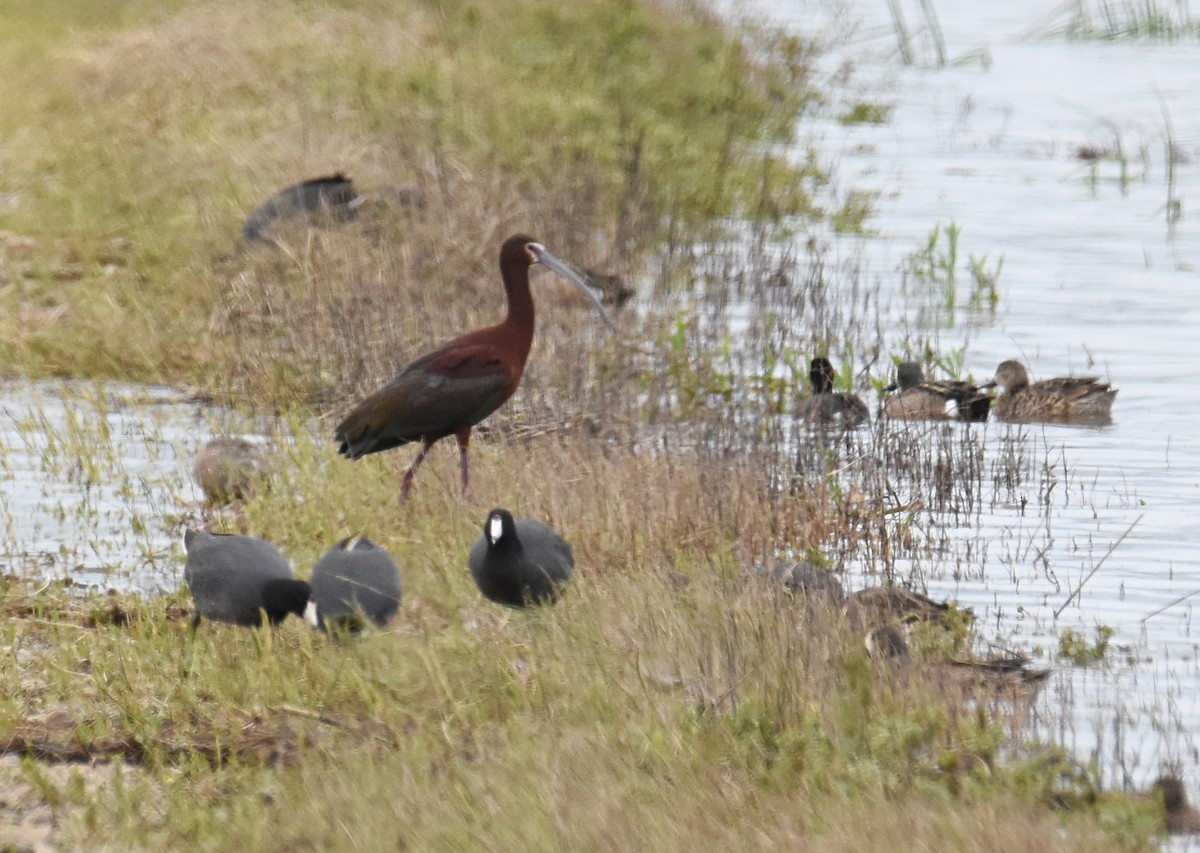 White-faced Ibis - Glenn Wyatt