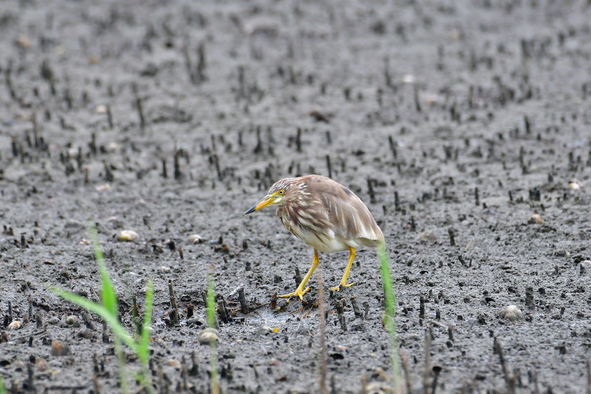 Chinese Pond-Heron - ML223572721