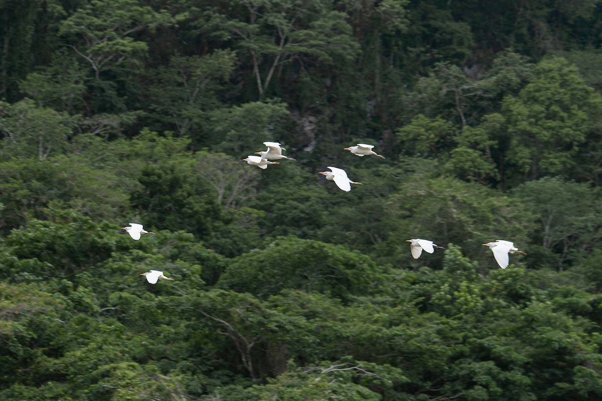 Western Cattle Egret - ML223573671