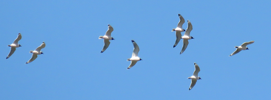 Franklin's Gull - ML223574111
