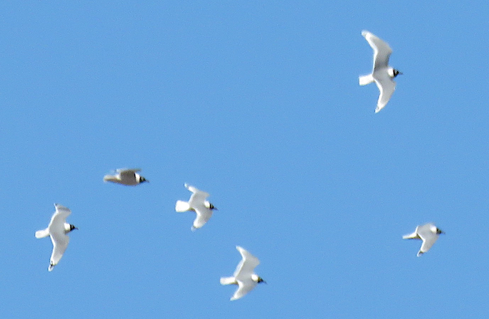 Franklin's Gull - ML223574121