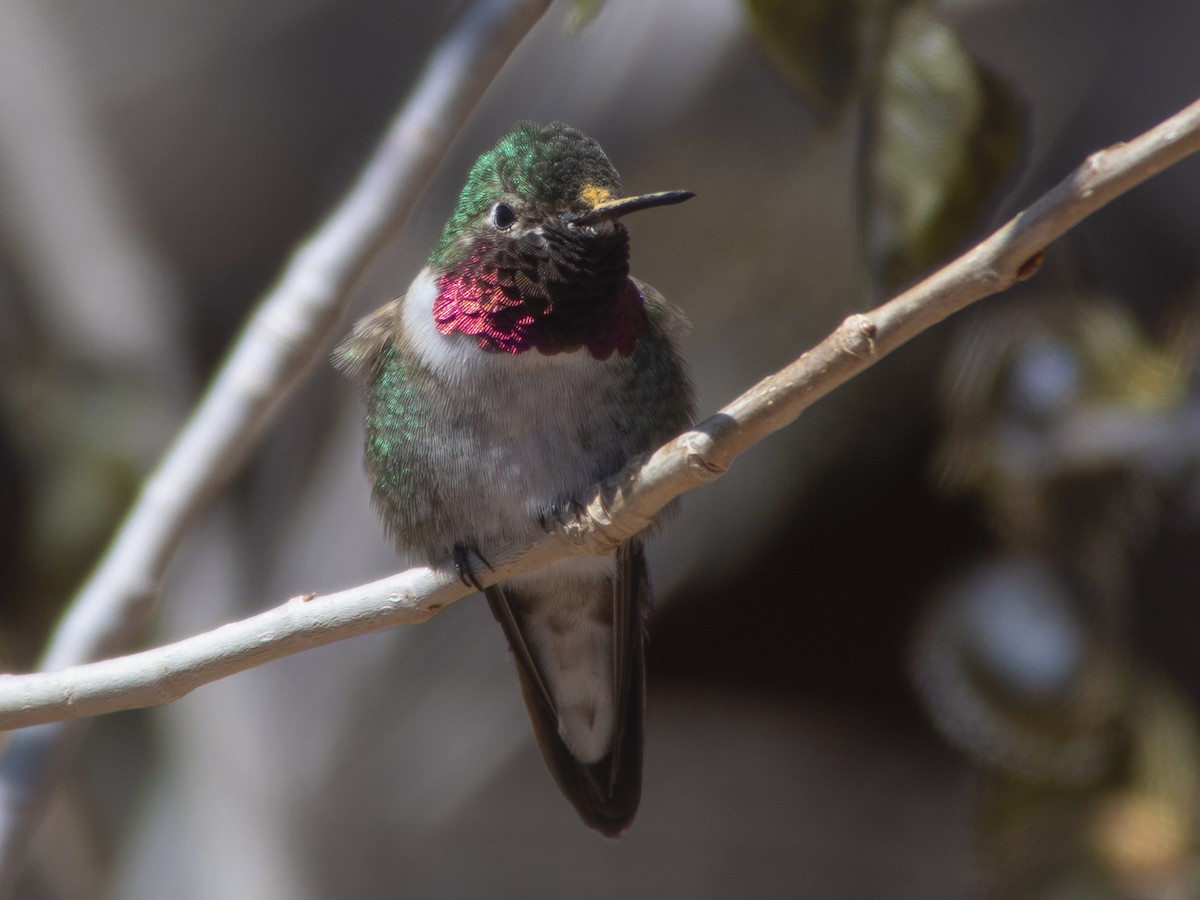 Broad-tailed Hummingbird - ML223574261
