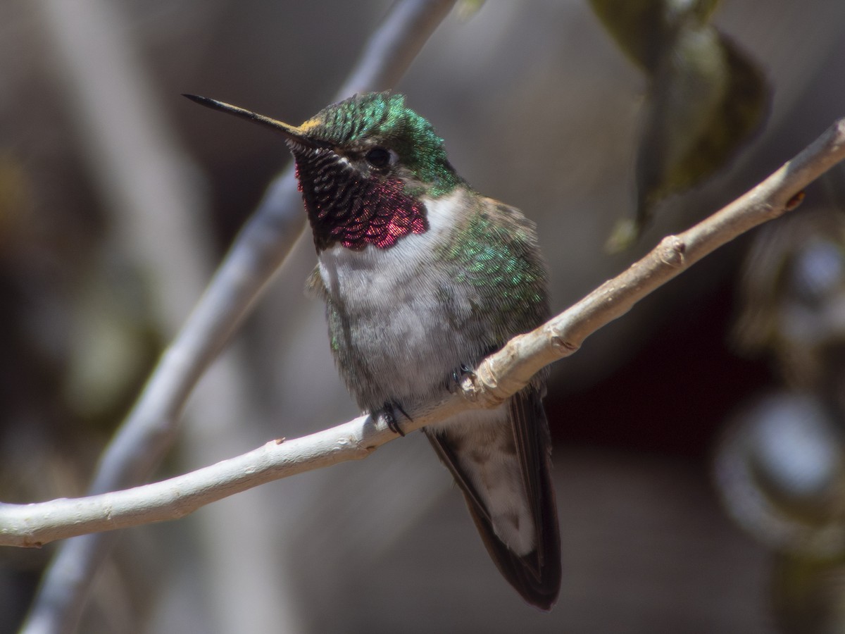 Broad-tailed Hummingbird - ML223574271