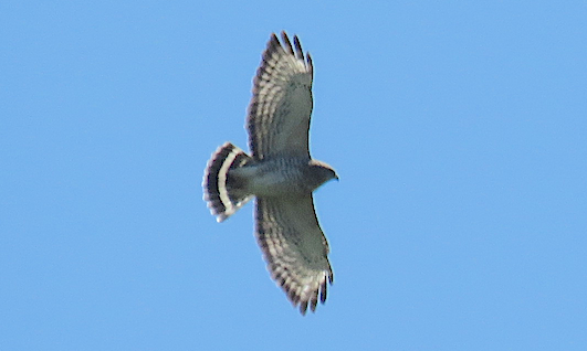 Broad-winged Hawk - ML223576571