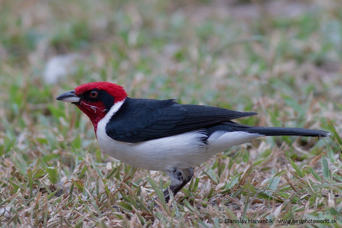 Masked Cardinal - ML223577791