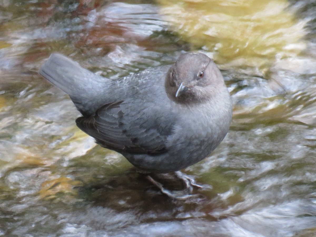 American Dipper - ML223578041
