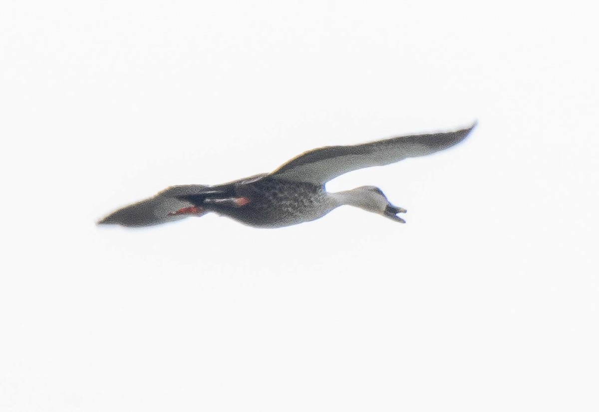 Indian Spot-billed Duck - Parmil Kumar