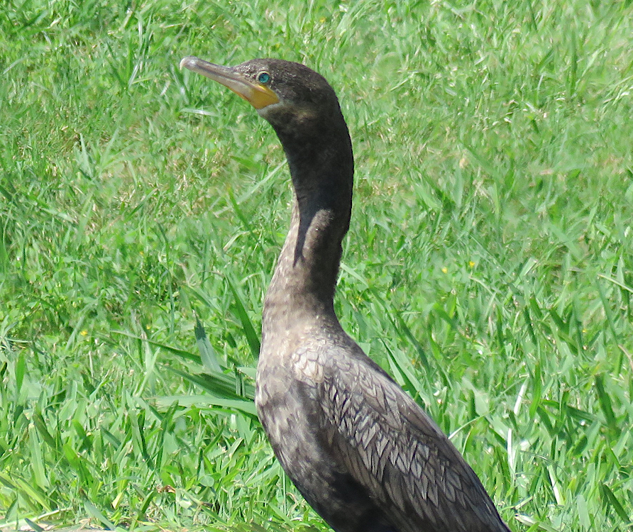 Neotropic Cormorant - ML223579251