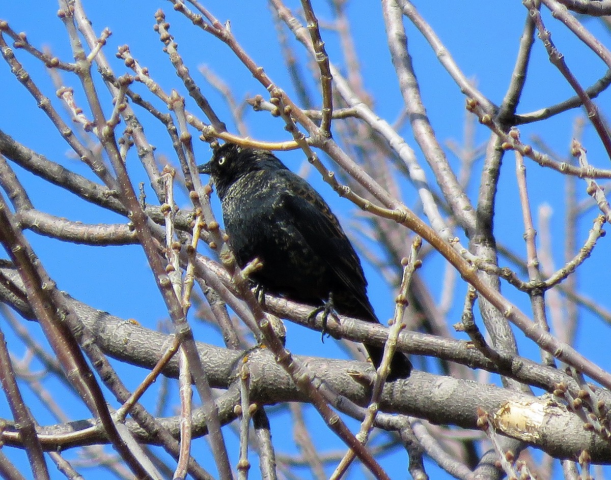 Rusty Blackbird - ML223579721