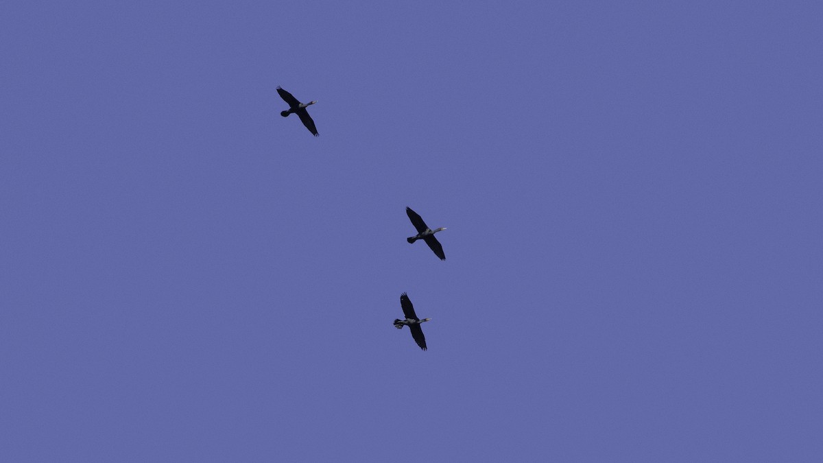 Double-crested Cormorant - ML223580431