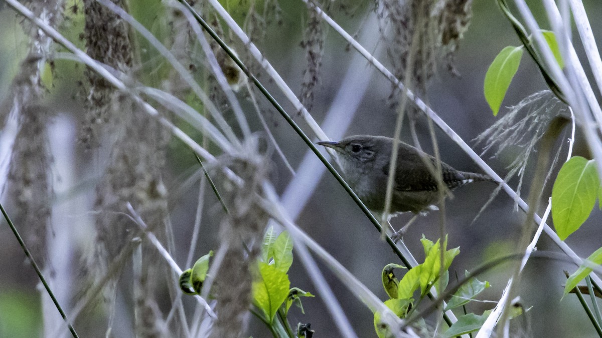 Northern House Wren - ML223580631