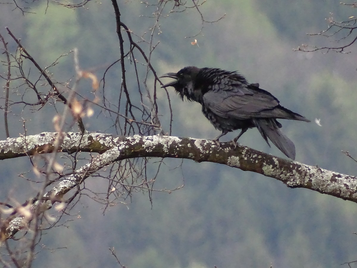 Common Raven - ML223580911