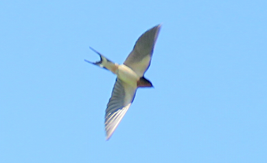 Barn Swallow - ML223581621