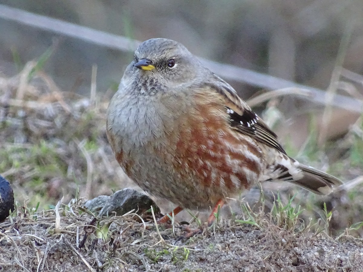 Alpine Accentor - ML223582561