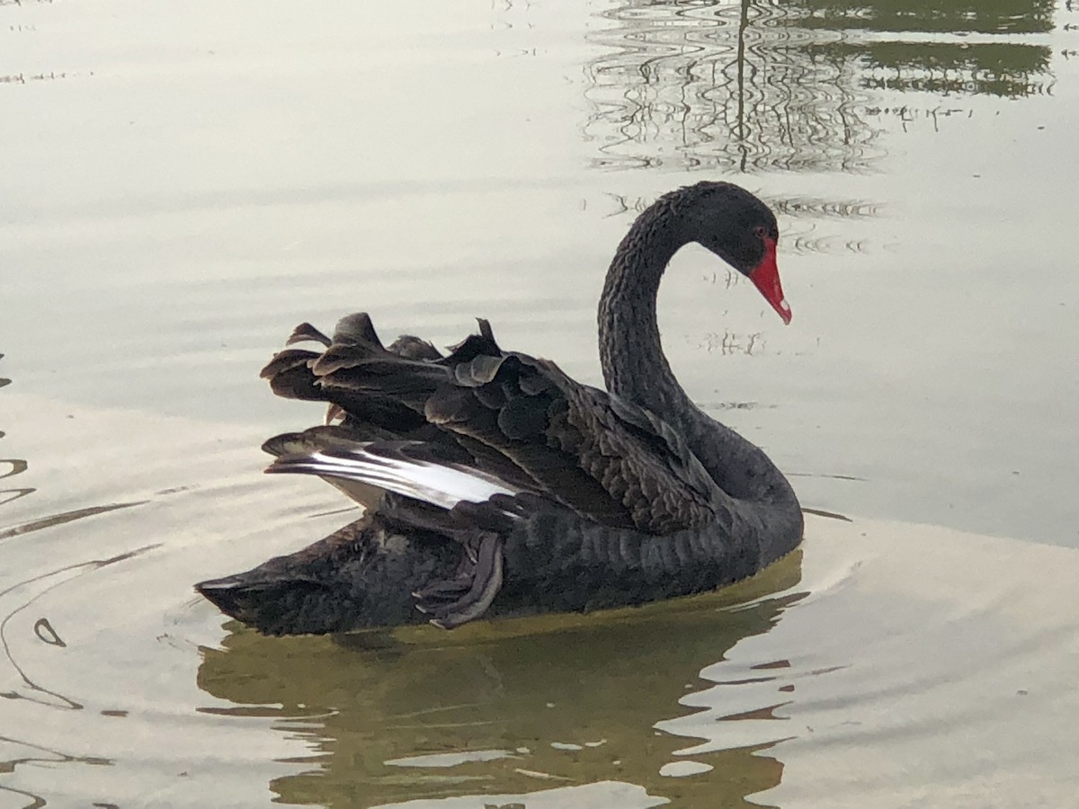 Black Swan - Leonardo Rassu