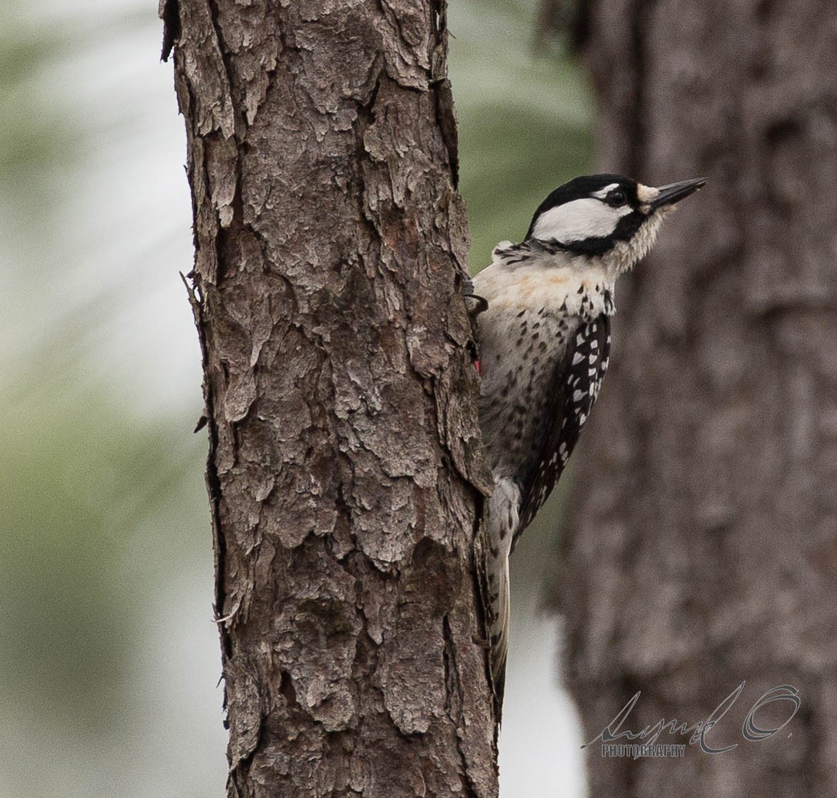 Red-cockaded Woodpecker - Sig Olsen