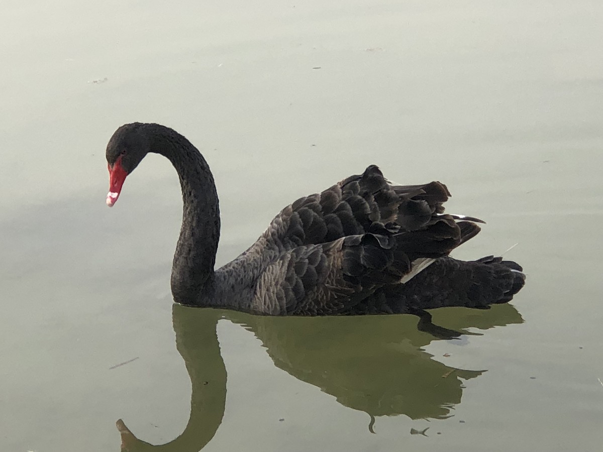 Black Swan - Leonardo Rassu