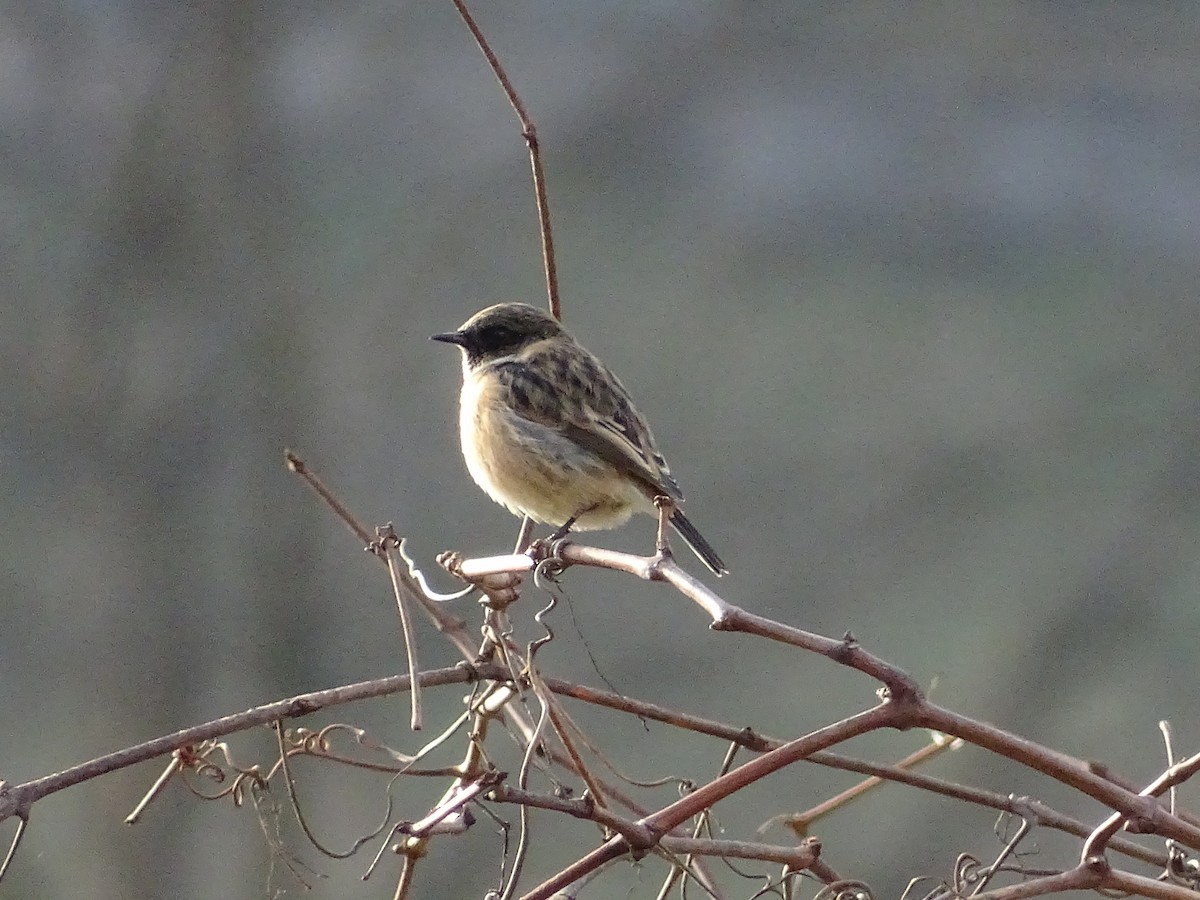 European Stonechat - ML223583671