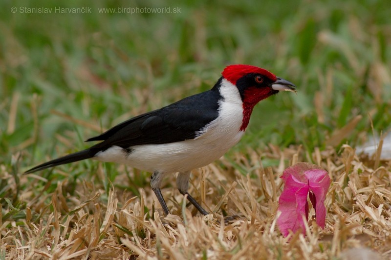 Masked Cardinal - ML223583831