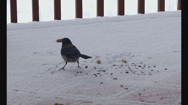 Woodhouse's Scrub-Jay - ML223584141