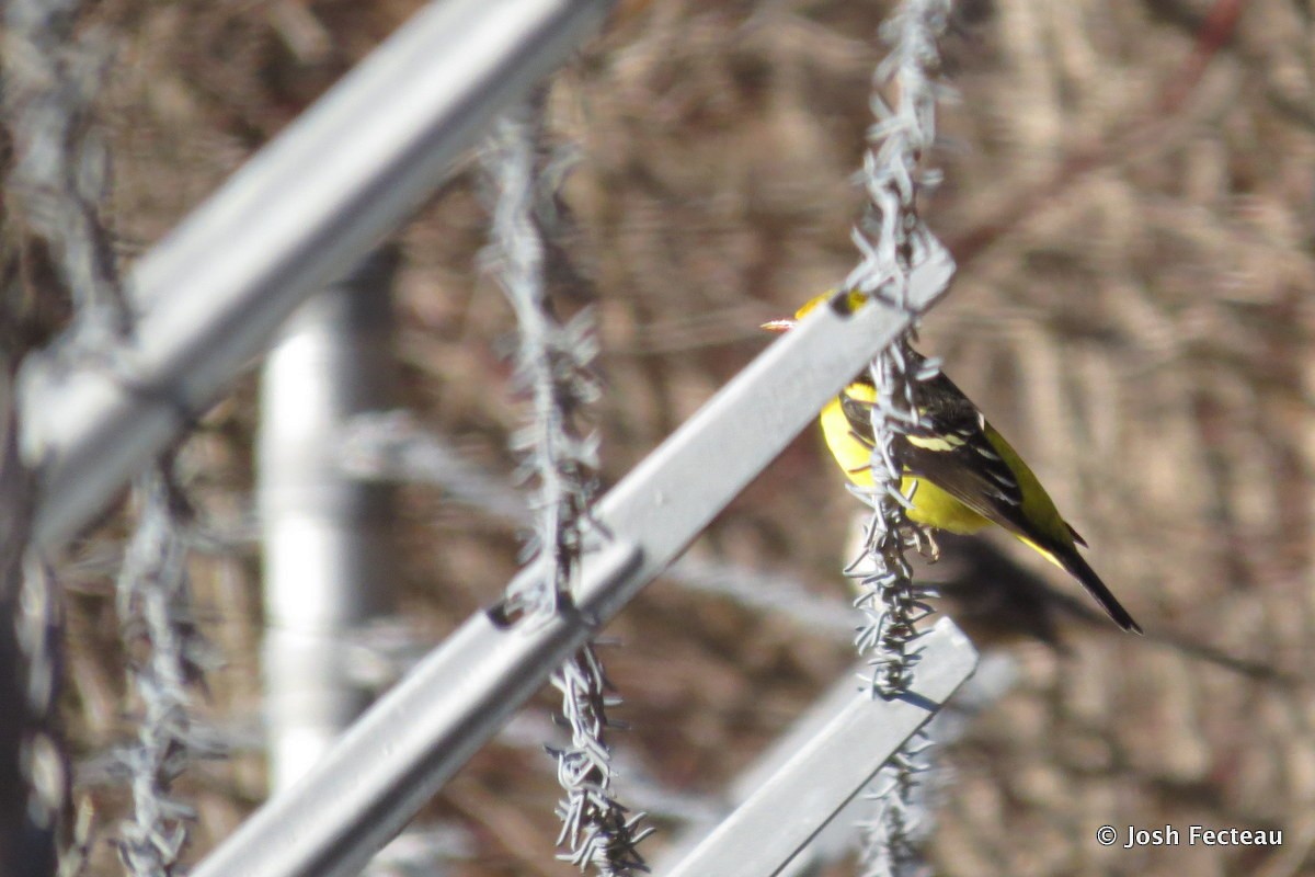 Western Tanager - ML22358491