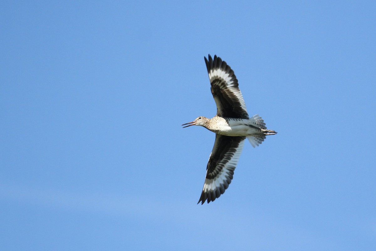 Willet (Eastern) - Alex Lamoreaux