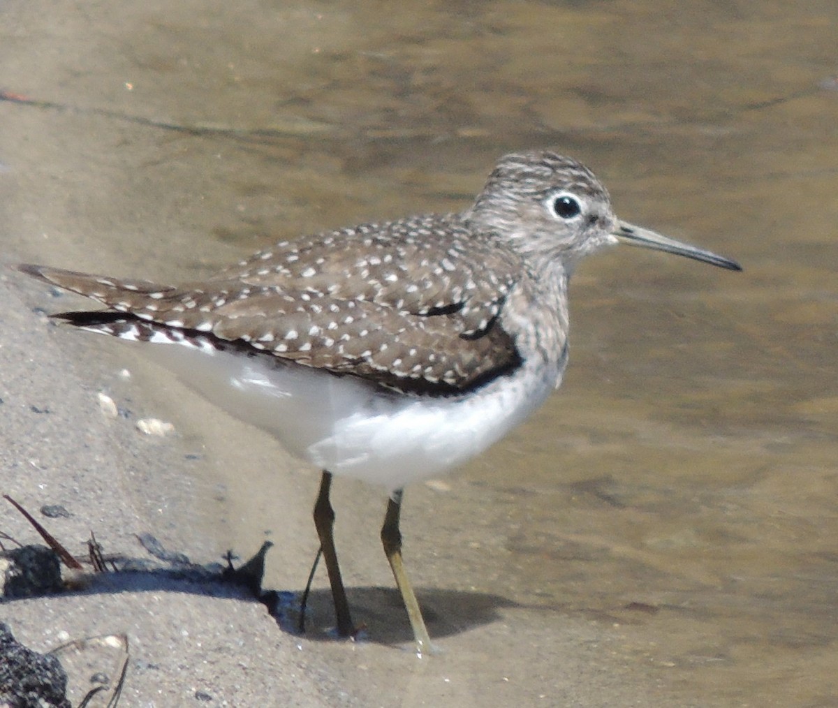 Коловодник малий - ML223585141