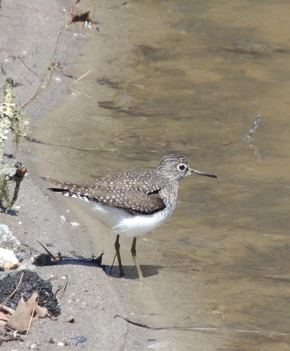 Коловодник малий - ML223585151