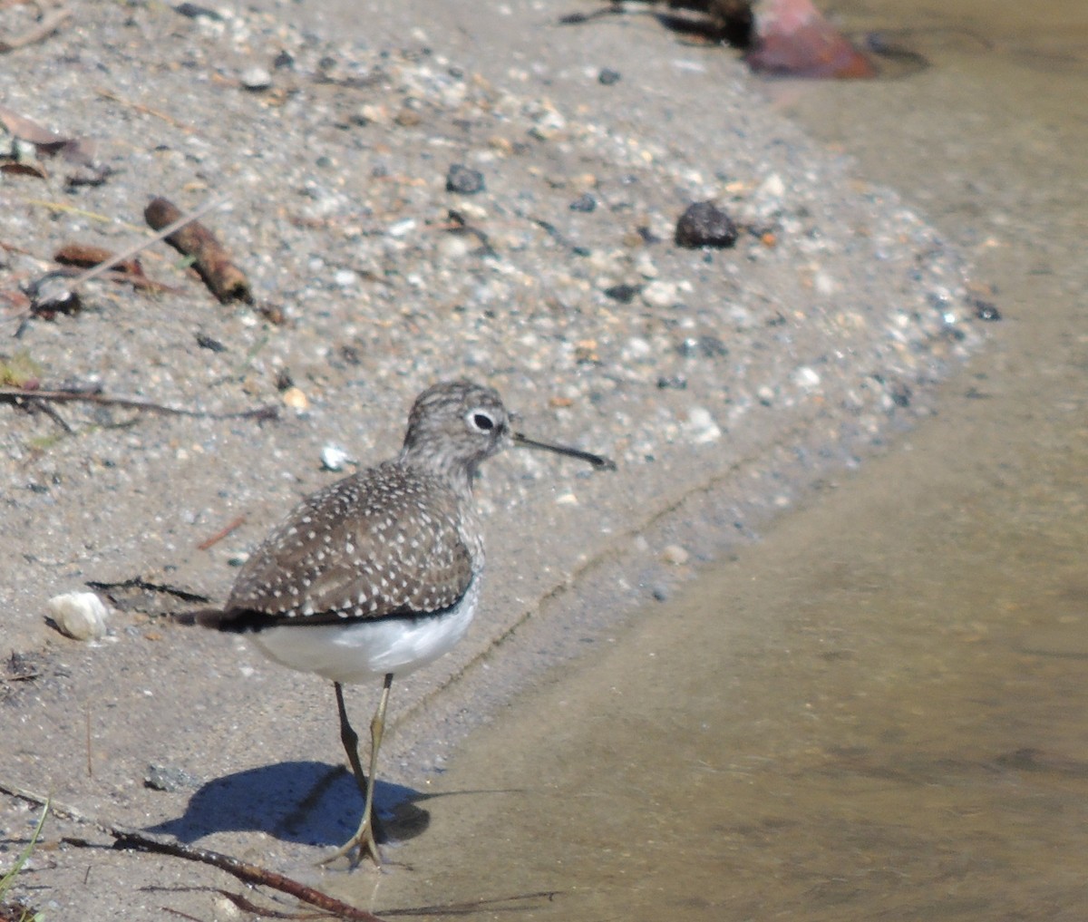 Коловодник малий - ML223585161
