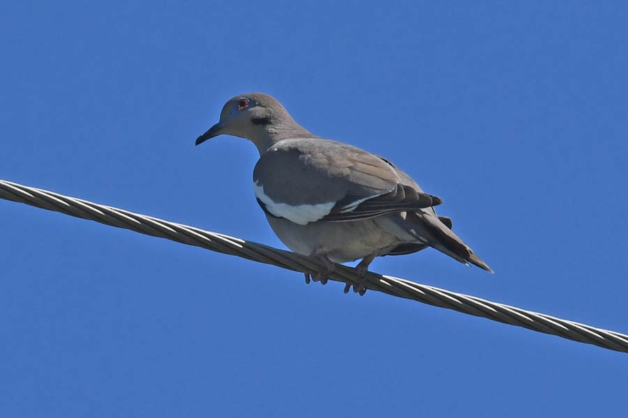 White-winged Dove - Troy Hibbitts