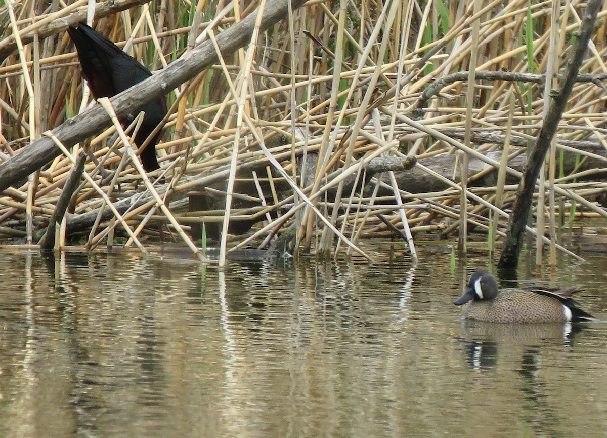 Blue-winged Teal - ML223587491