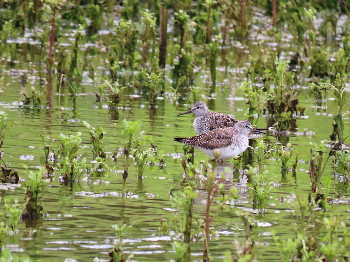 Greater Yellowlegs - ML223589311