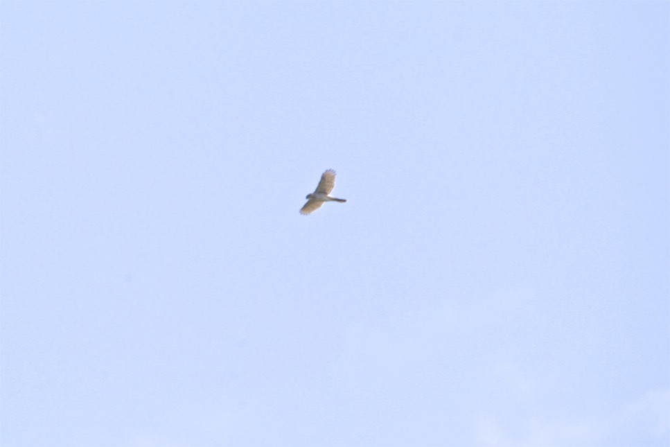 Sharp-shinned Hawk - Vickie Baily