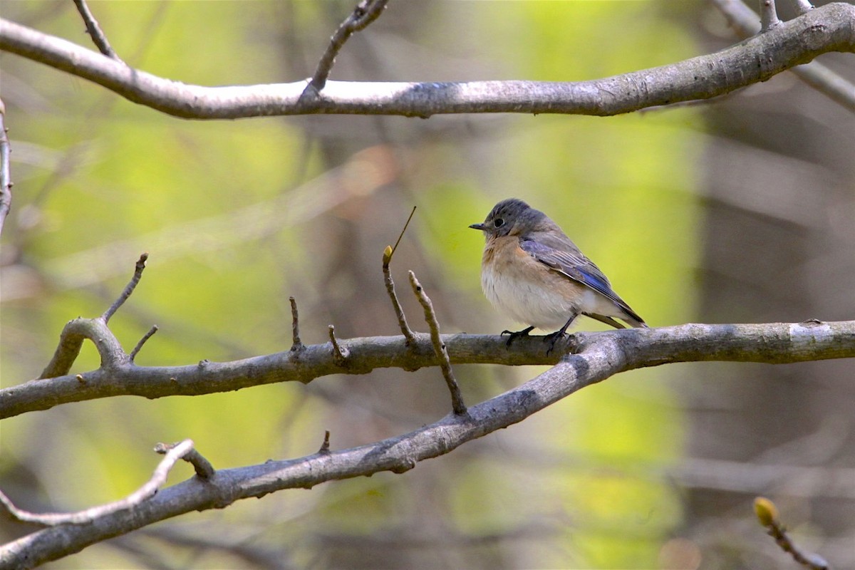 Eastern Bluebird - ML223589791