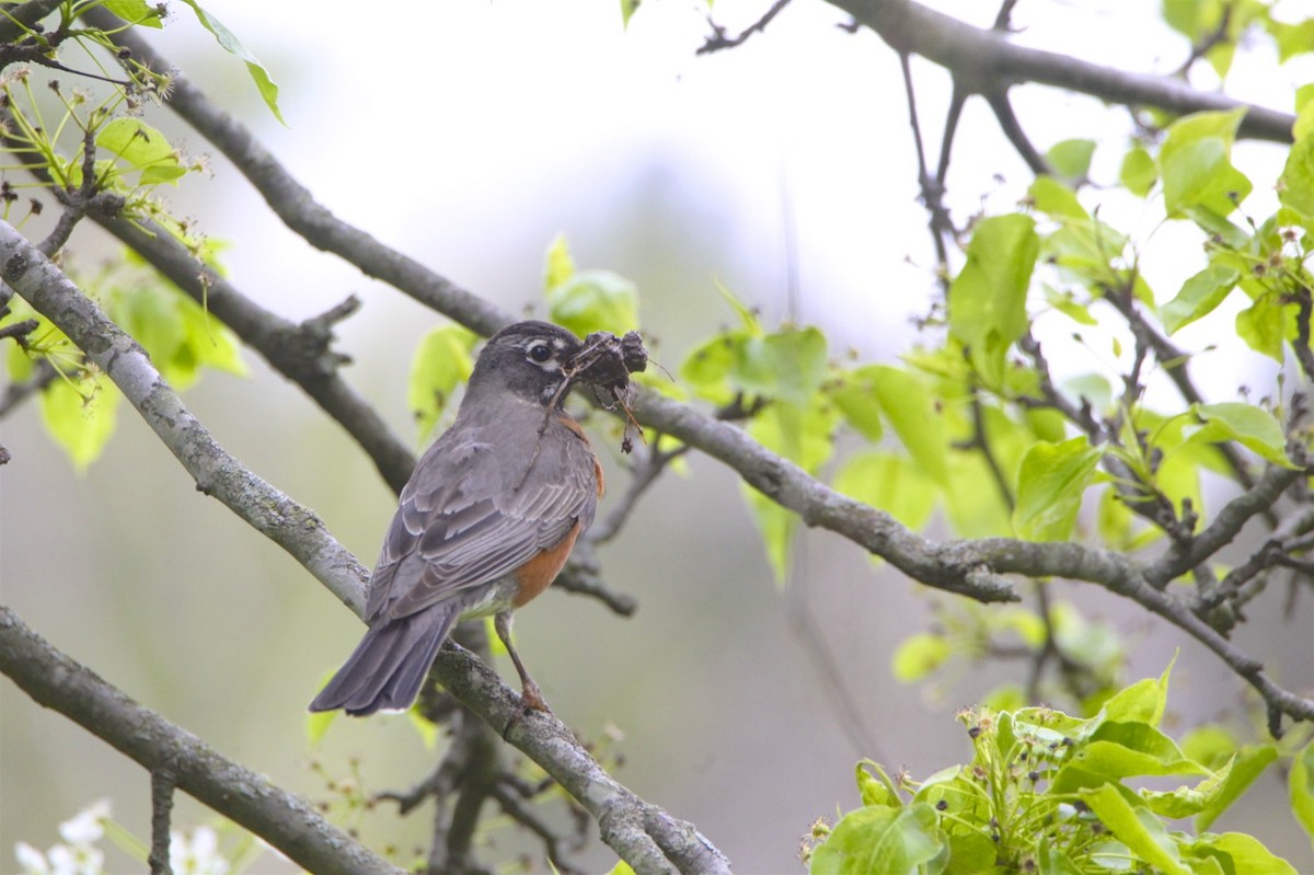 American Robin - ML223589831