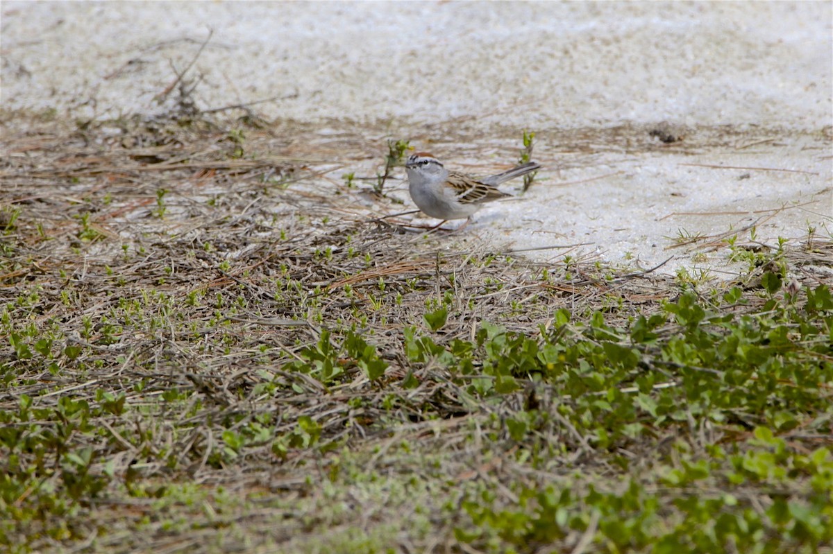 Chipping Sparrow - Vickie Baily