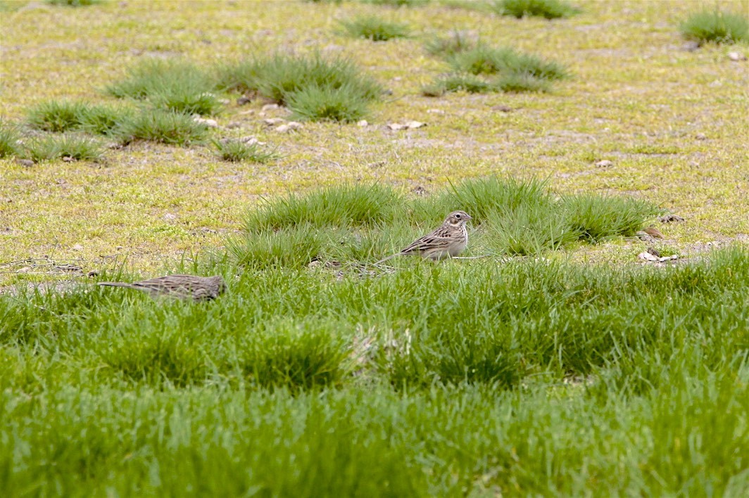 Vesper Sparrow - ML223589921